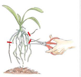 L'Ami des Jardins 1186 REDONNER DE L'ESPACE AU PHALAÉNOPSIS