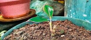 L'Ami des Jardins 1186 PAS DE GÂCHIS