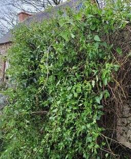 L'Ami des Jardins 1186 Maîtriser une grimpante très envahissante