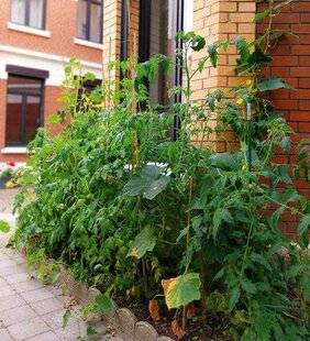 L'Ami des Jardins 1186 NOTRE TERRASSE PICARDE