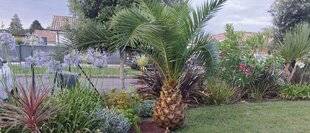 L'Ami des Jardins 1186 JEUNE ET DÉJÀ PROMETTEUR