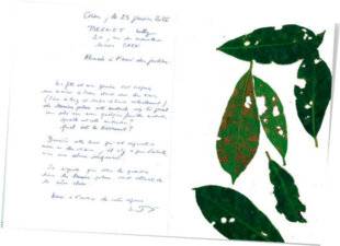 L'Ami des Jardins 1186 Mon laurier-palme est malade