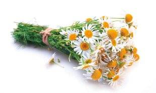 L'Ami des Jardins 1186 CAMOMILLE MATRICAIRE