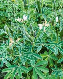 L'Ami des Jardins 1186 LUPIN COMESTIBLE