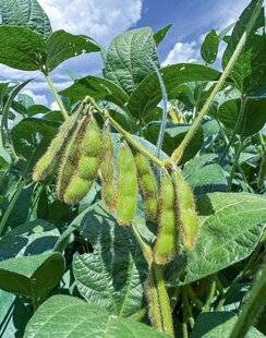 L'Ami des Jardins 1186 SOJA