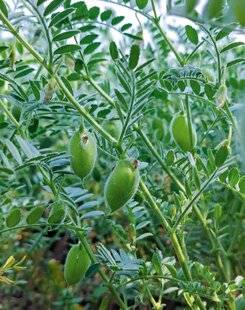 L'Ami des Jardins 1186 POIS CHICHE