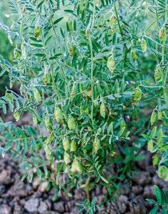 L'Ami des Jardins 1186 LENTILLE