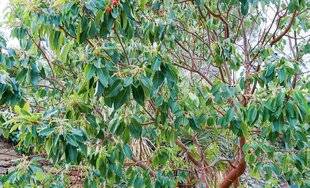 L'Ami des Jardins 1186 La palette de Stéphane