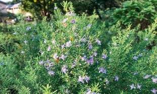 L'Ami des Jardins 1186 ROMARIN D'AUSTRALIE