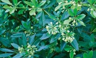 L'Ami des Jardins 1186 ORANGER DE CHINE À FEUILLES VARIABLES