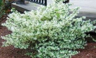 L'Ami des Jardins 1186 LOROPÉTALE 'CAROLINA MOONLIGHT'