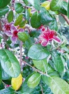 L'Ami des Jardins 1186 GOYAVIER DU BRÉSIL