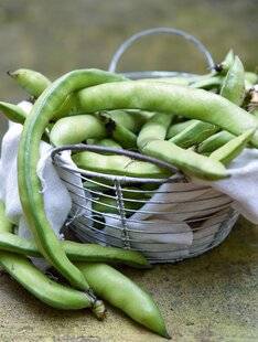 L'Ami des Jardins 1186 Comment cultiver LES FÈVES