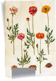 L'Ami des Jardins 1186 LA RENONCULE DES FLEURISTES