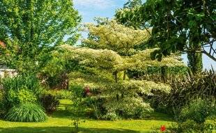 L'Ami des Jardins 1186 TOUTES LES ENVIES DANS UN JARDIN