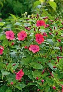 L'Ami des Jardins 1186 PARFUM DE MONOÏ