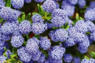 L'Ami des Jardins 1187 La vie en bleu