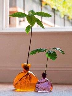 L'Ami des Jardins 1187 Chêne et avocat de salon