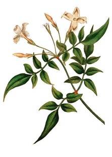 L'Ami des Jardins 1187 UN ÉTÉ PARFUMÉ
