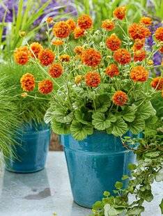 L'Ami des Jardins 1187 LES MEILLEURES PLANTES POUR LES POTS