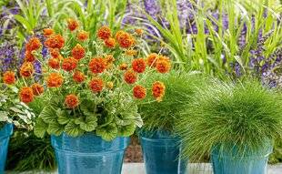 L'Ami des Jardins 1187 Des fleurs sans pause