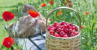 L'Ami des Jardins 1187 Jardiner en juin…