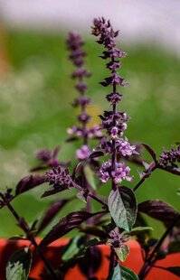 L'Ami des Jardins 1187 Planter un basilic vivace