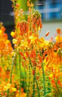 L'Ami des Jardins 1187 Découvrir la bulbine