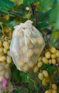 L'Ami des Jardins 1187 Ensacher les fruits