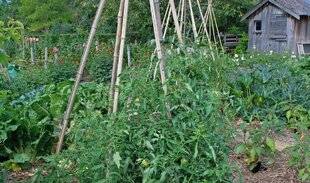 L'Ami des Jardins 1187 De belles récoltes de tomates