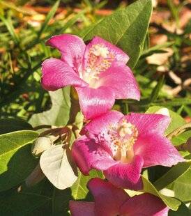 L'Ami des Jardins 1187 Le lagunaria, faux hibiscus mais vraie merveille