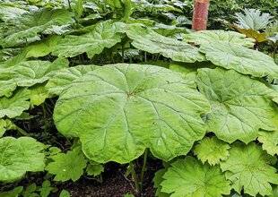 L'Ami des Jardins 1187 UNE VIVACE GÉANTE POUR L'OMBRE FRAÎCHE