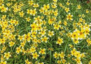 L'Ami des Jardins 1187 TAILLER LES BIDENS VIVACES