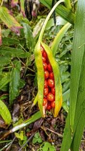 L'Ami des Jardins 1187 FAUT-IL GARDER LES FRUITS DES IRIS ?
