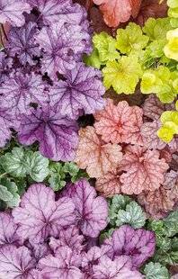 L'Ami des Jardins 1187 600