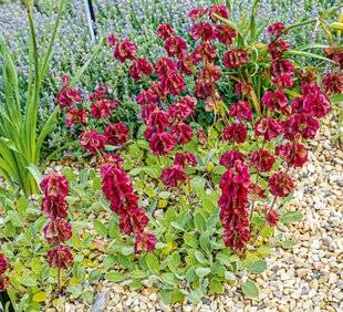L'Ami des Jardins 1187 UNE SAUGE POUR SOL SEC