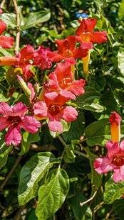 L'Ami des Jardins 1187 DE GRANDS CORNETS AUX TONS CHANGEANTS