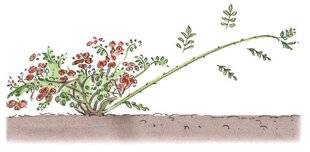 L'Ami des Jardins 1187 MARCOTTER UN ROSIER COUVRE-SOL