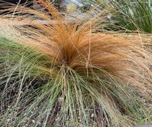 L'Ami des Jardins 1187 LES CHEVEUX-D'ANGE SE DESSÈCHENT AU CŒUR