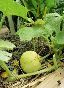 L'Ami des Jardins 1187 LE CONCOMBRE 'LEMON'