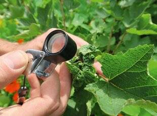 L'Ami des Jardins 1187 ACHETER UNE LOUPE DE BOTANISTE
