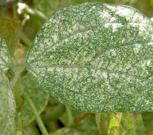 L'Ami des Jardins 1187 LES VIRUS DE MOSAÏQUE SUR LES HARICOTS