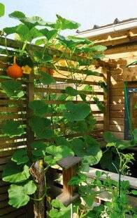 L'Ami des Jardins 1187 FAIRE GRIMPER LES COURGES