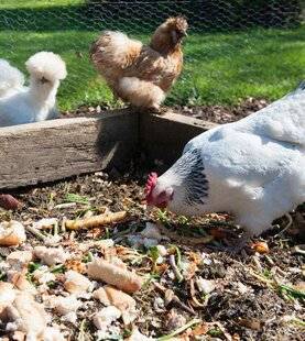 L'Ami des Jardins 1187 REQUINQUER SES LÉGUMES