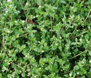 L'Ami des Jardins 1187 OBSERVER LES PLANTES BIO-INDICATRICES