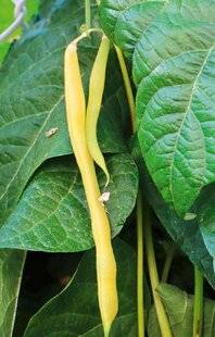 L'Ami des Jardins 1187 COUP DOUBLE POUR LES HARICOTS