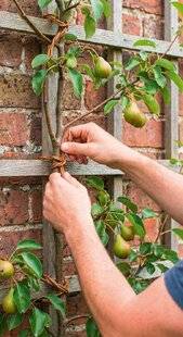 L'Ami des Jardins 1187 BIEN PALISSER LES POMMIERS ET POIRIERS EN ESPALIER