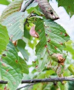 L'Ami des Jardins 1187 FEUILLAGE CRIBLÉ SUR LE CERISIER