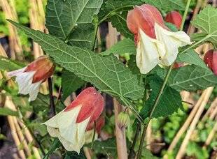 L'Ami des Jardins 1187 DES ABUTILONS SANS MODÉRATION