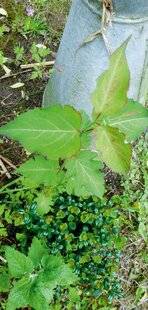 L'Ami des Jardins 1187 Plante mystère